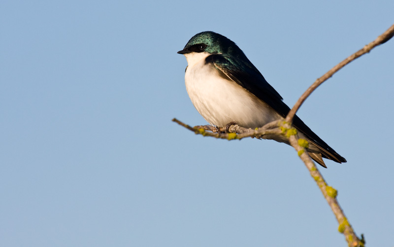 Tree Swallow